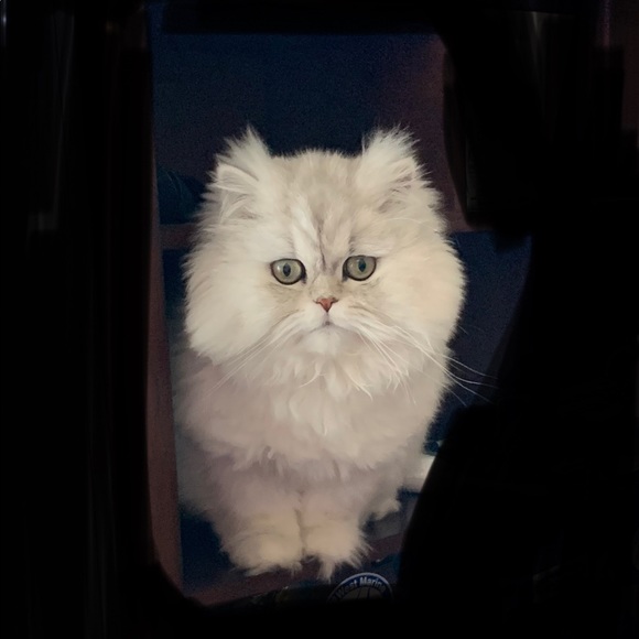 Posh Party 🎉 - Picture 2 of 6